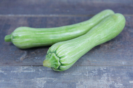 Courgette de Nice