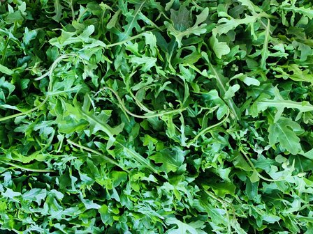 Rucola