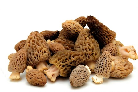 Morilles gedroogd - secs