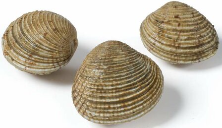 Venusschelpen (Clams)