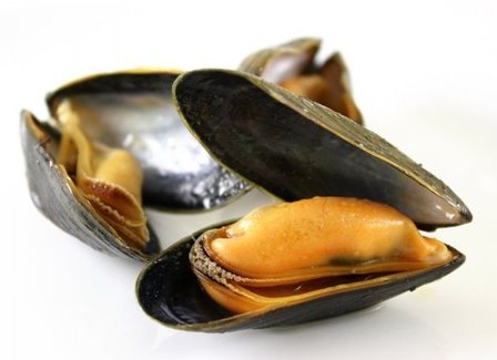 Moule de Bouchot