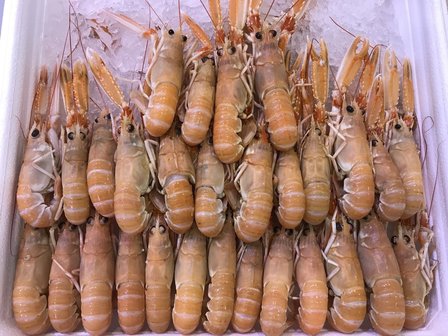 Langoustines 10/15