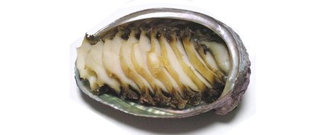 Abalone - Ormeau