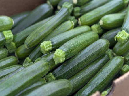 Courgette Mini culinair Loustalet