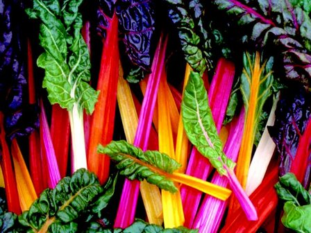 Blette multicolore (snijbiet  gekleurd)