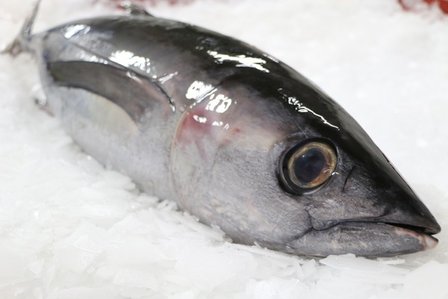 Tonine (witte tonijn)
