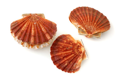 Coquilles Saint Jacques (M) DAGPRIJS