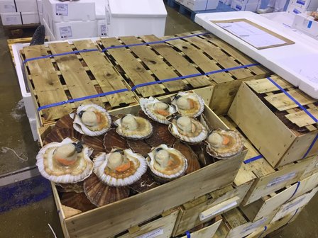 Coquilles Saint Jacques (M) DAGPRIJS