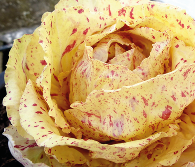 Radicchio castelfranco