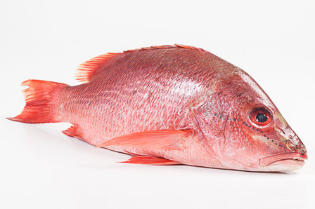 Red Snapper - Vivaneau