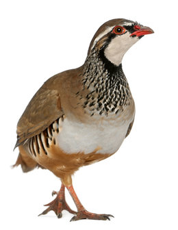 Patrijs roodpoot zonder veer