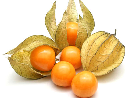 Physalis