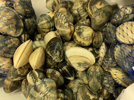 Vongole