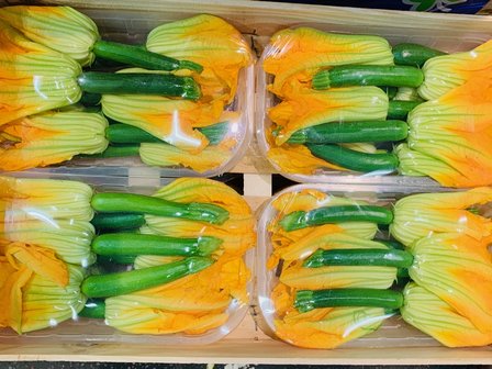 Courgette bloemen met courgette (vr)