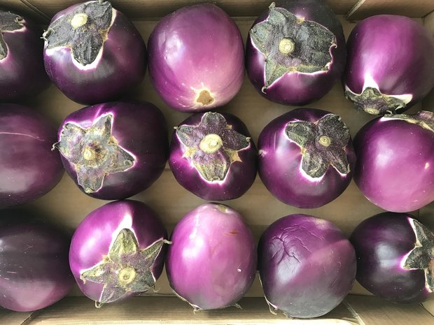 Aubergine ronde violet