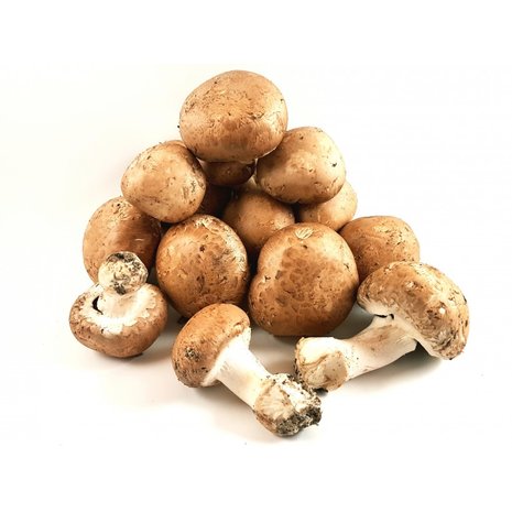 Champignon de Paris bruin