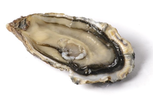 Oesters: Huitres spéciales d'Isigny x 24 st