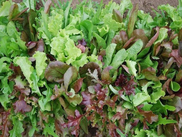 Mesclun Picvert