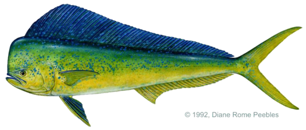 Mahi Mahi - Goudmakreel - Dorado - Yellow Dolphin