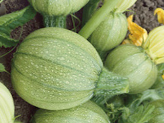 Courgette ronde blanche wit