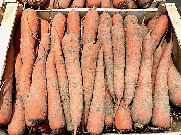 Carottes des sables de créances