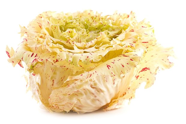 Radicchio castelfranco