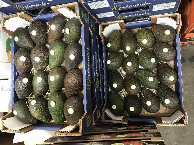 Avocado