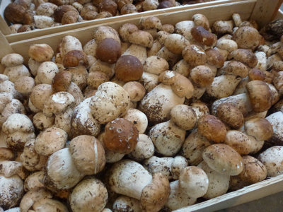 Cepes (diepvries)